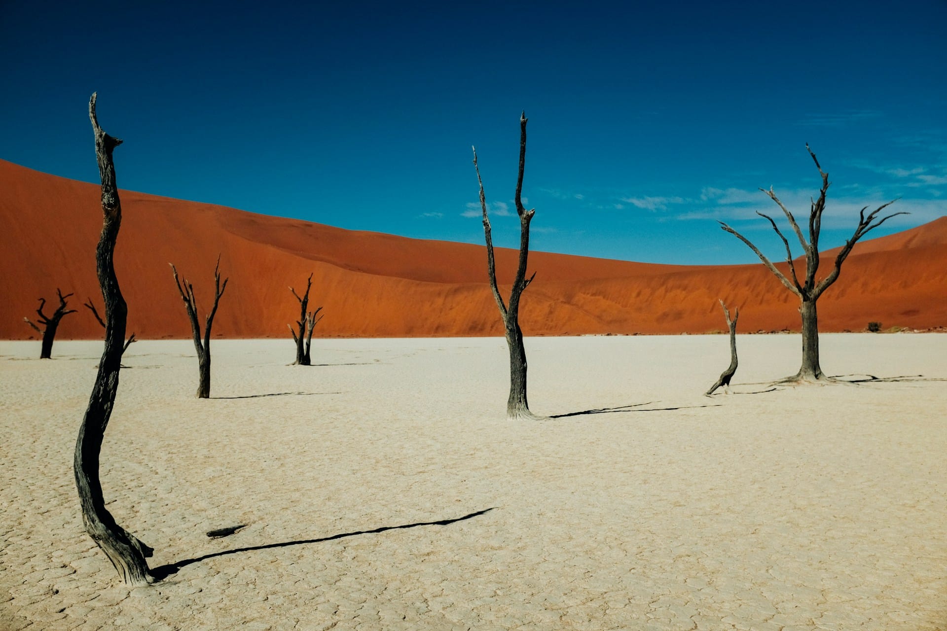 Dead camelthorn trees on a white clay pan beneath a towering red dune — Think X Design Media, a Vancouver Island studio for web, apps, and AI.